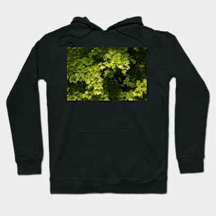 Summer Tree Hoodie